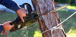 How Our Tree Care Process Works  in Lake Caroline, VA